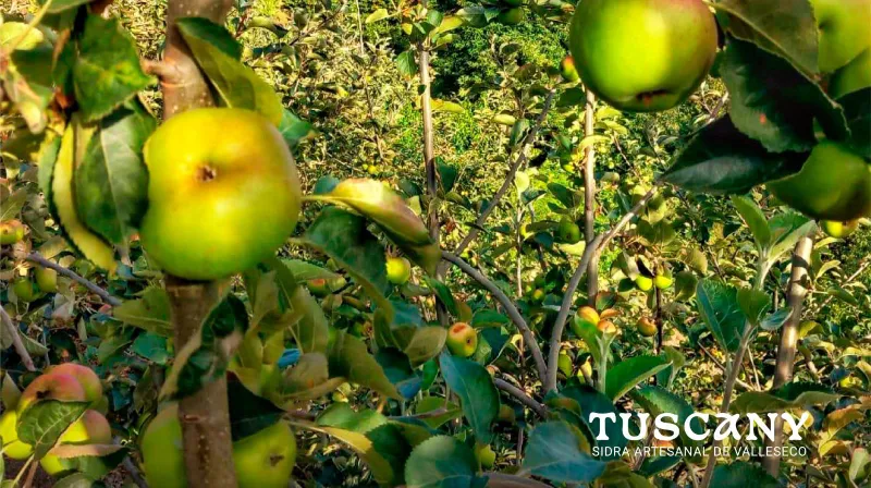Manzanas de Valleseco